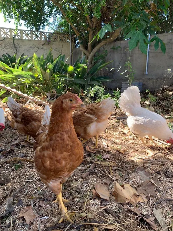 Ferienwohnung Finca Monica La Matanza De Acentejo